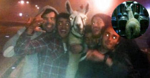 Estos adolescentes borrachos robaron una llama de un circo para llevarla de fiesta por la ciudad