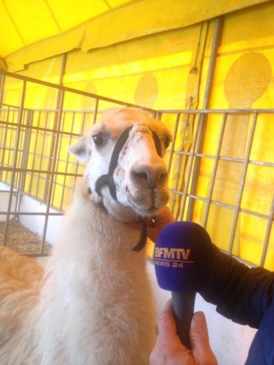 Gerge la llama es entrevistada