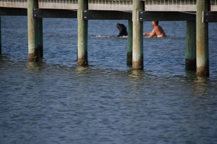 Rescata a oso de ahogarse