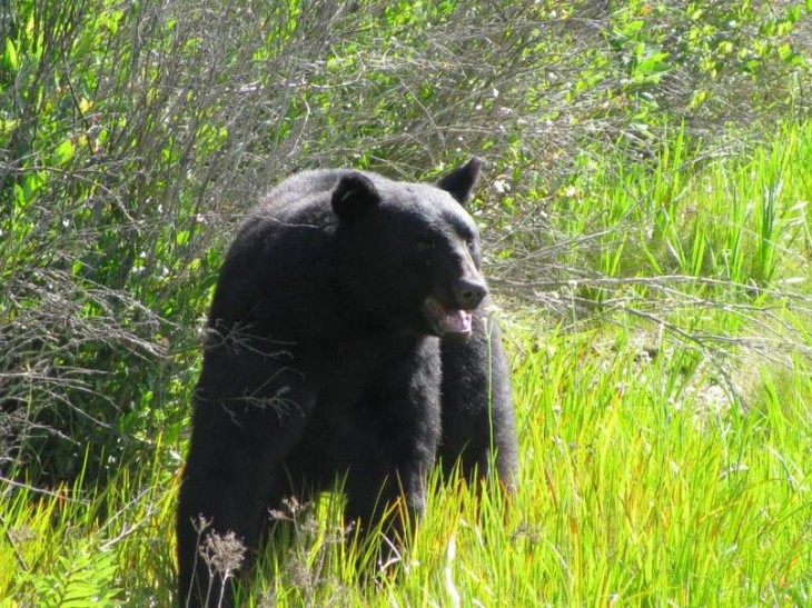 Rescata a oso de ahogarse