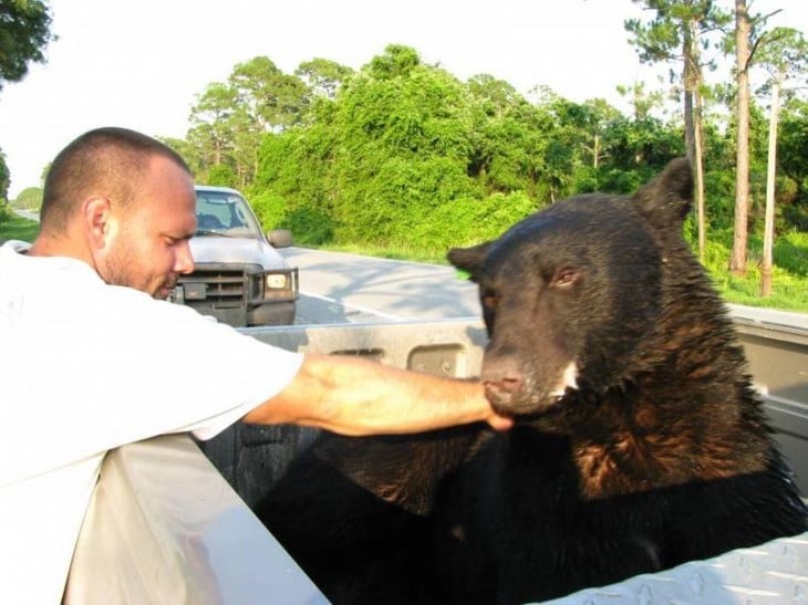 Rescata a oso de ahogarse