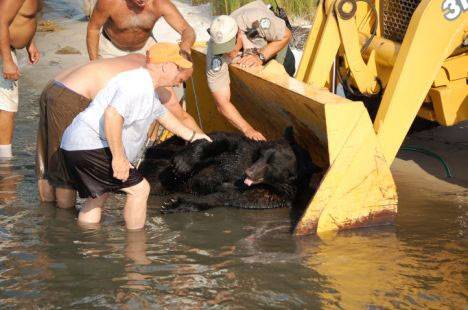 Rescata a oso de ahogarse