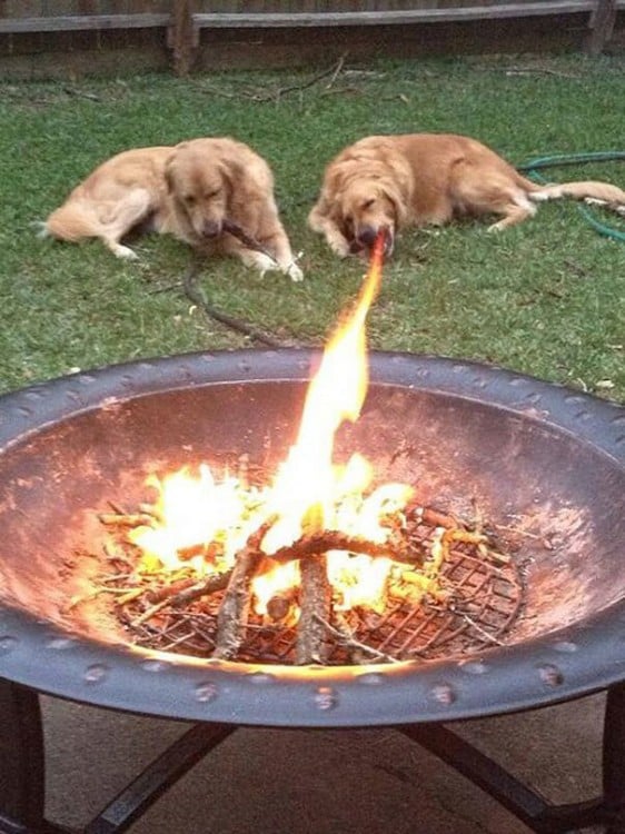 Imágenes de perros tomadas en el justo momento