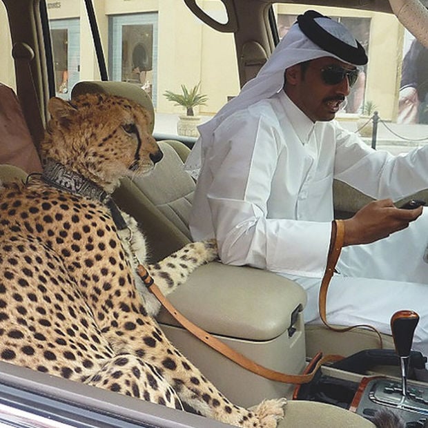 mascota dubai guepardo en carro