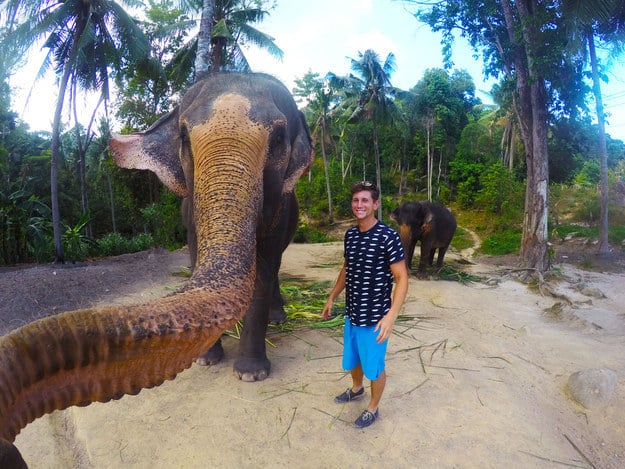 elefante toma selfie con humano