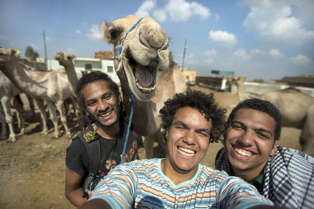 camello sonriendo en selfie con amigos