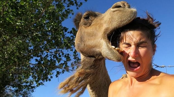 camello mordiendo a hombre en selfie