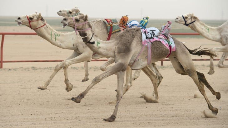 carrera de camellos dubai controlados por robots