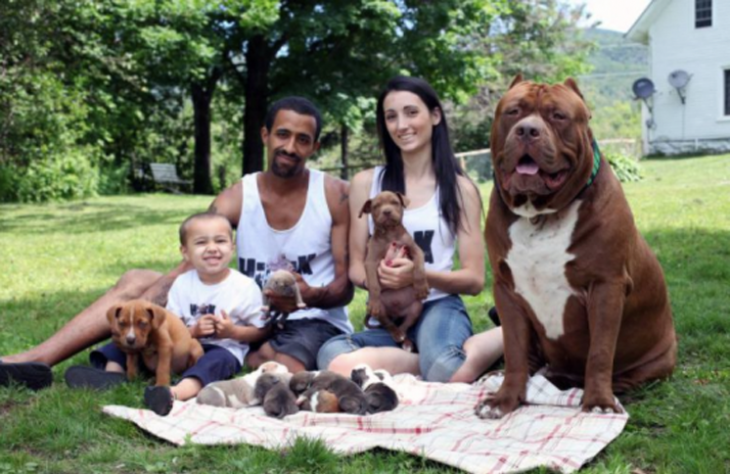 hulk pitbull con sus hijos y familia