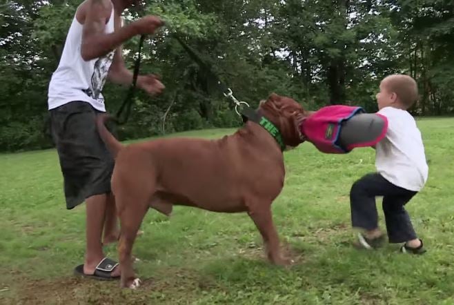 hulk pitbull mordiendo con niño de 3 años