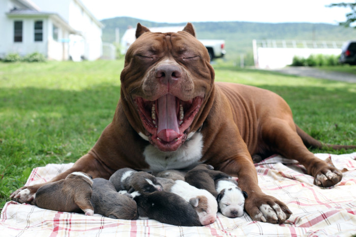 cachorros del pitbul mas grande del mundo