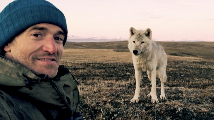 hombre toma foto con lobo blanco salvaje