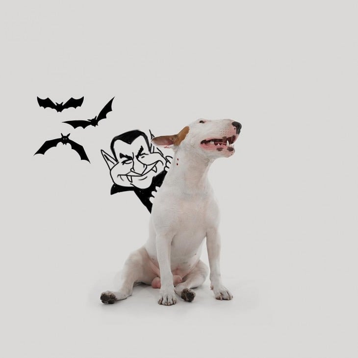 bull terrier jimmy choo dracula vampiro