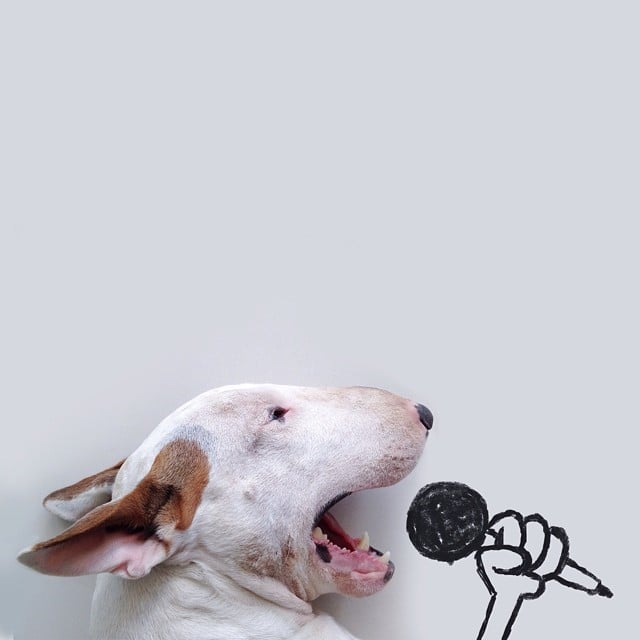 bull terrier jimmy choo cantando microfono