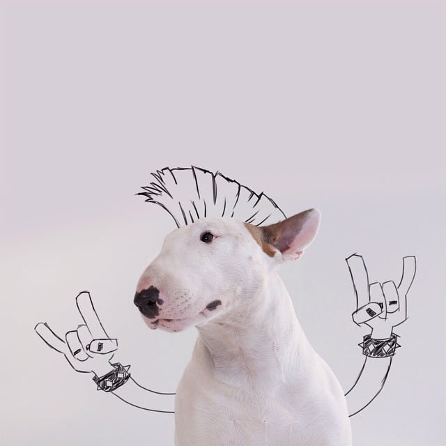 bull terrier jimmy choo punk mohawk