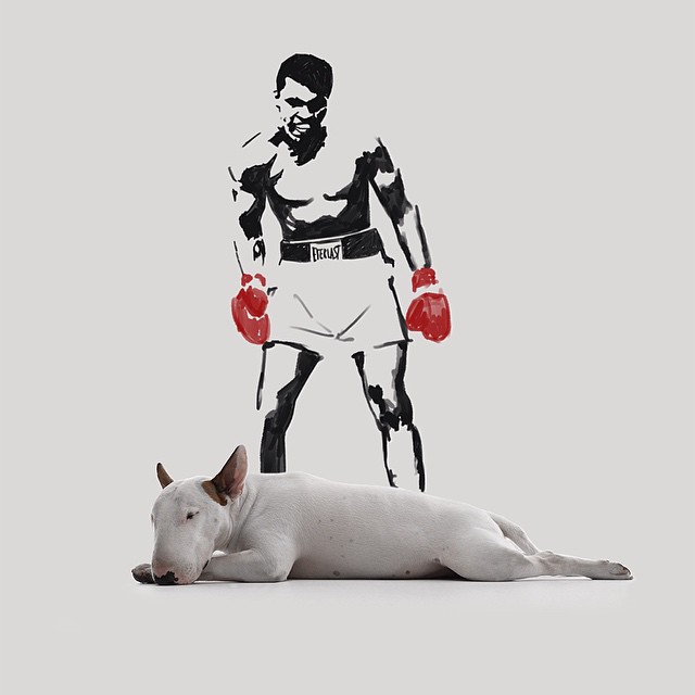 bull terrier jimmy choo con mohamed ali