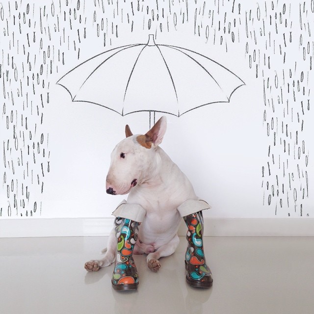 bull terrier jimmy choo con botas para lluvia y paraguas