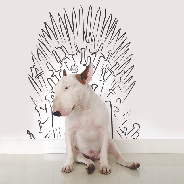 bull terrier jimmy choo juego de tronos