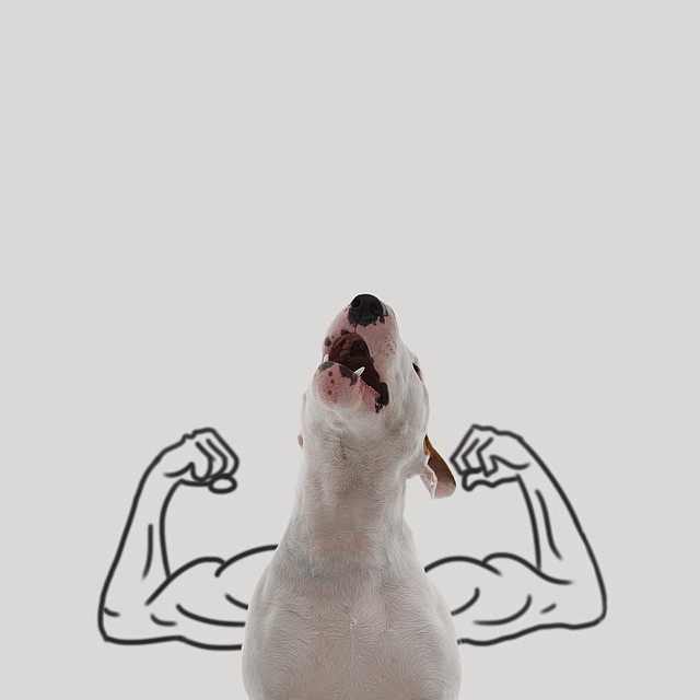 bull terrier jimmy choo con brazos fuertes aullando