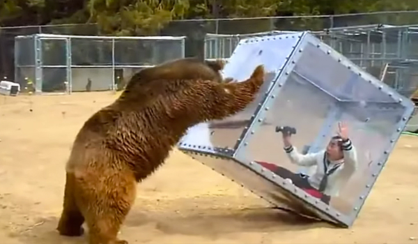 oso grizzly y mujer grabando dentro caja de plastico