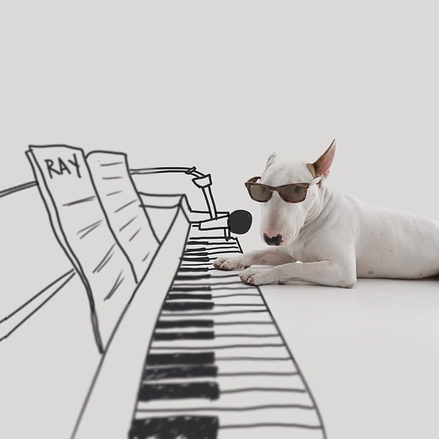 bull terrier jimmy choo tocando el piano cantando y con lentes