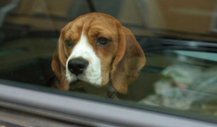 Su novia le pidió regalar a su perrita 