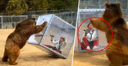 Programa de TV japonesa pone a un oso junto a mujer en caja de plástico