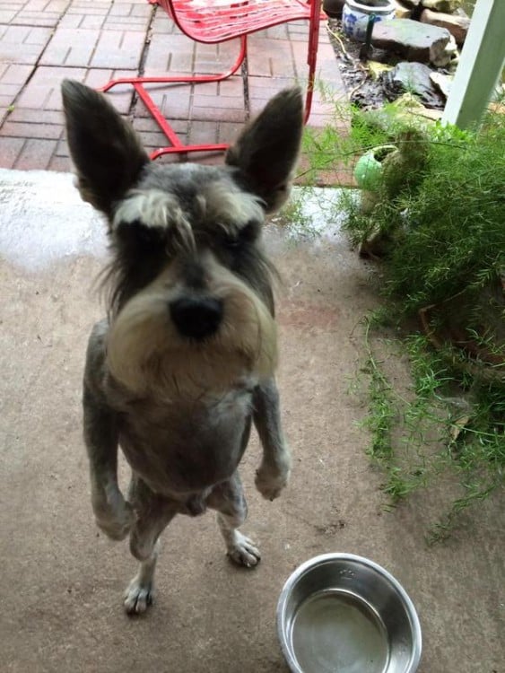 Usuarios de Reddit photoshopean imagen de perro enojado 