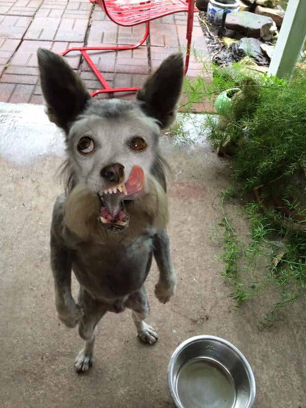 Usuarios de Reddit photoshopean imagen de perro enojado