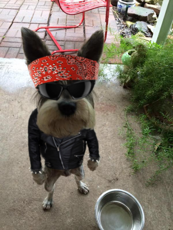 Usuarios de Reddit photoshopean imagen de perro enojado 