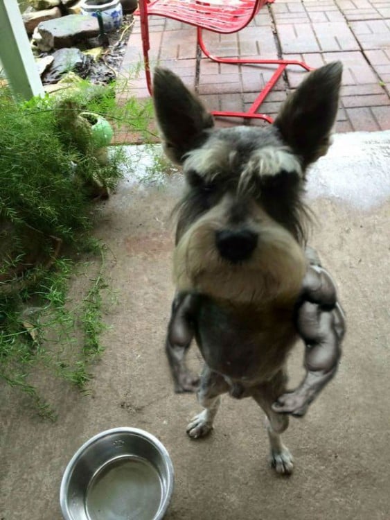 Usuarios de Reddit photoshopean imagen de perro enojado