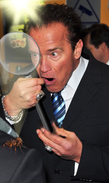Photoshopean a Arnold Schwarzenegger comiendo un helado lupa