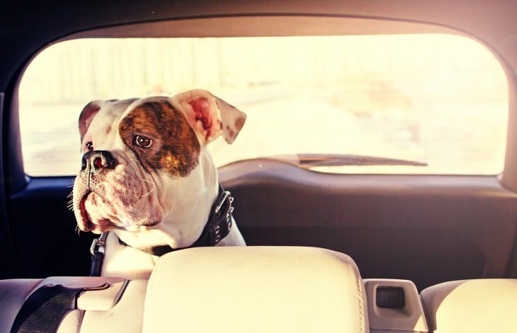 perro encerrado en auto