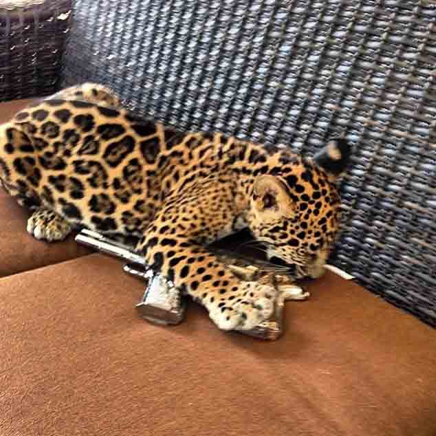 jaguar cachorro jugando con pistola