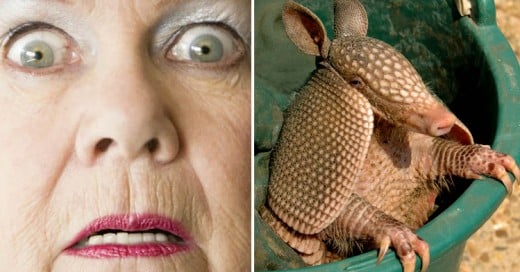 Le disparó a un armadillo y ¡la bala le rebotó a su suegra!