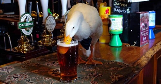 Un Pato entra a un bar, se pone borracho y se pelea con un Perro