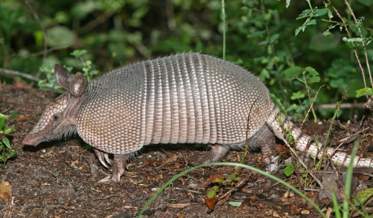 Armadillo en el campo