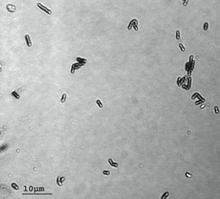 Bacillus F