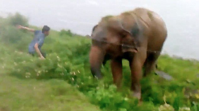 hombre borracho peleando con un elefante