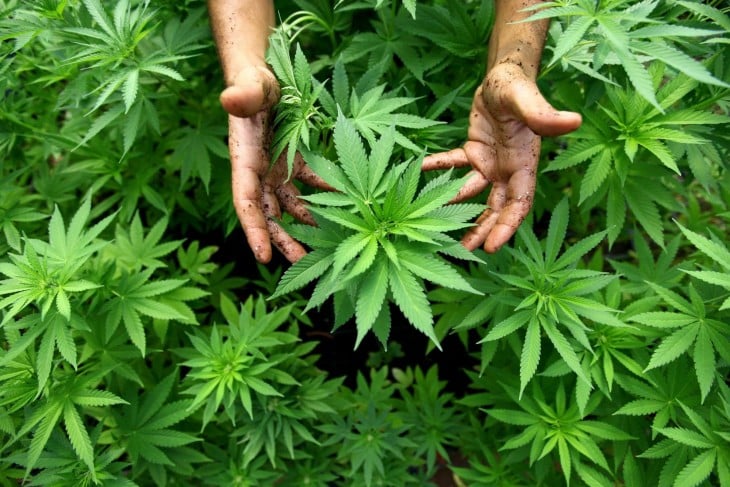 Marihuana y manos 