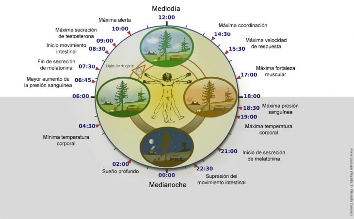 Ritmo circadiano en esquema