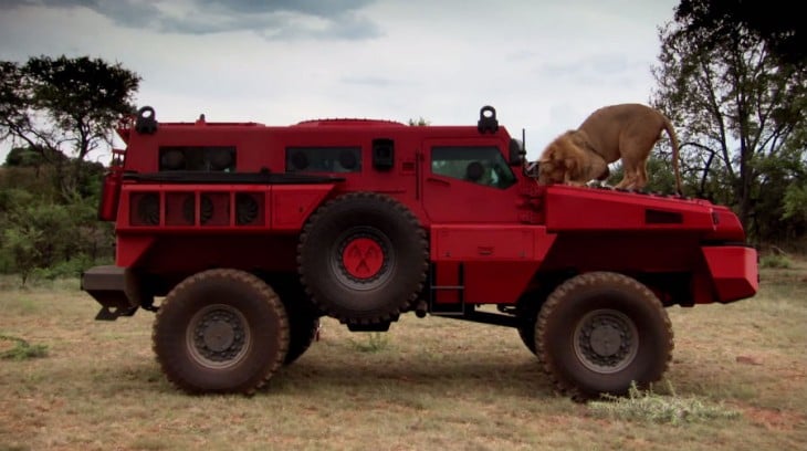 marauder con un leon en el cofre