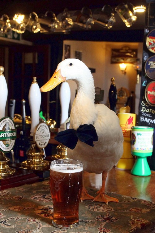 Pato con moño bebe cerveza