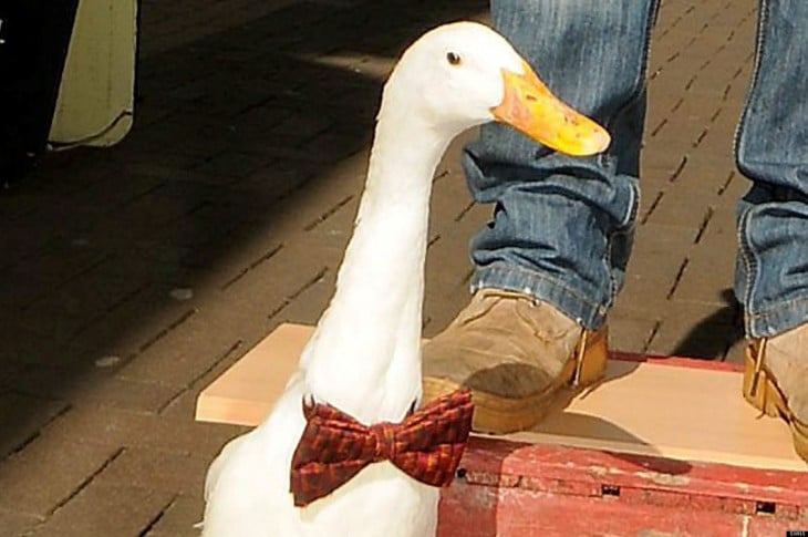 Pato con moño en la calle