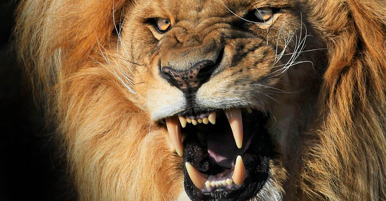Imagenes De Leones Mitologicos | cazador es destrozado por le 243 n que intentaba cazar Imagenes De Leones Mitologicos | cazador es destrozado por le 243 n que intentaba cazar