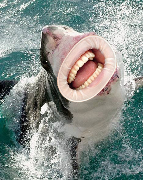 Tiburón con boca humana