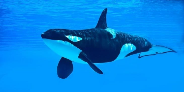 Orca en el océano