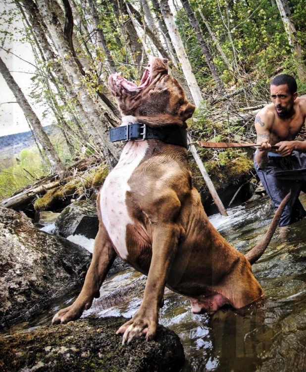 Pitbull gigante simula un oso