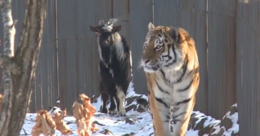 Esta valiente cabra pasó de ser el alimento de un tigre a su compañera de jaula