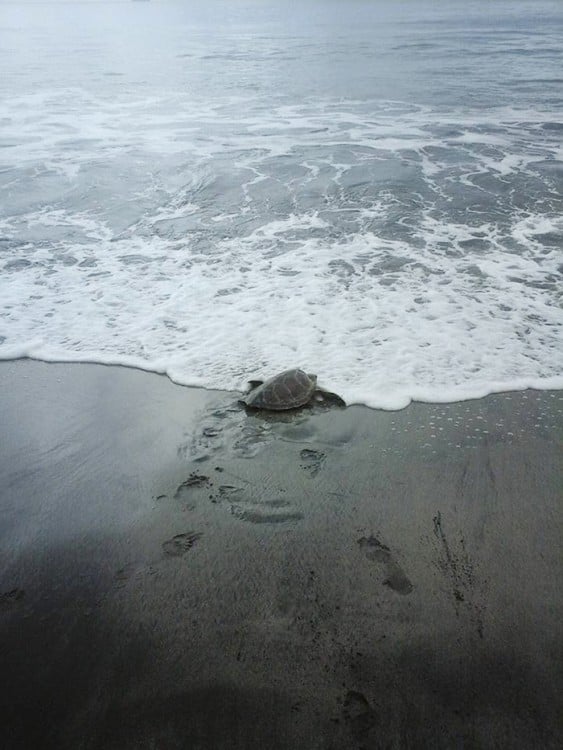 tortuga regresa al mar